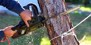 Organic Lawn Care Solutions in Csar Chvez, TX