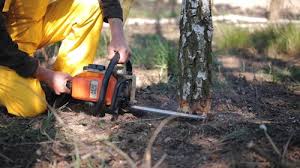 Best Emergency Tree Removal  in Csar Chvez, TX