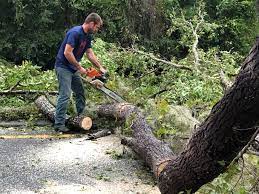 Csar Chvez, TX Tree Services Company