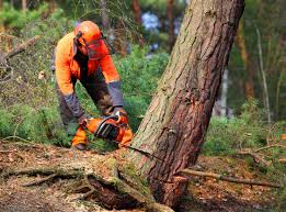 Best Organic Lawn Care Solutions  in Csar Chvez, TX