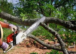 Best Pest Control for Lawns  in Csar Chvez, TX
