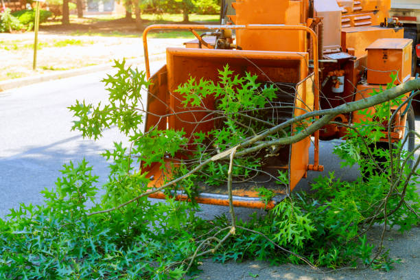 Best Sod Installation  in Csar Chvez, TX