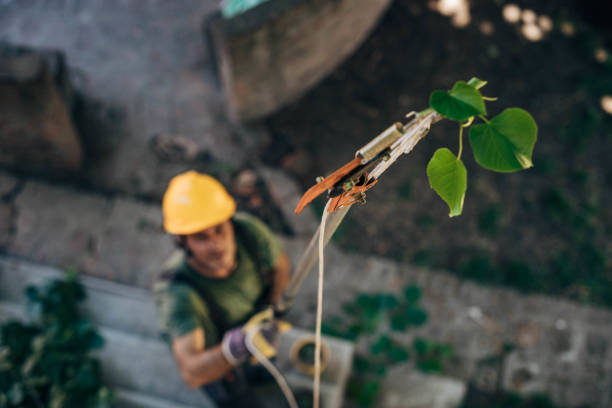 Best Tree Risk Assessment  in Csar Chvez, TX