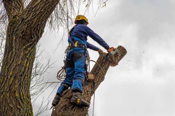 How Our Tree Care Process Works  in  Csar Chvez, TX