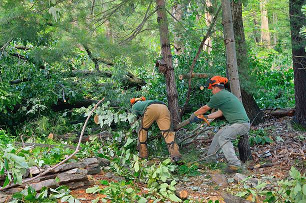 Best Tree and Shrub Care  in Csar Chvez, TX