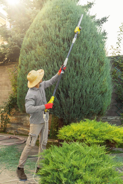 Best Weed Control  in Csar Chvez, TX